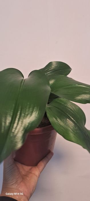 Амазонская лилия, эухарис