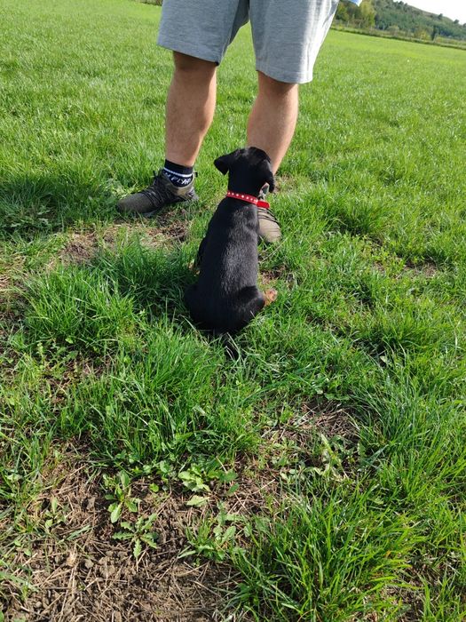 Disponibil spre o casa noua catel  4 luni jakd terrier