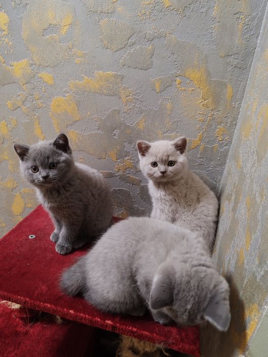Британски късокосмести котета