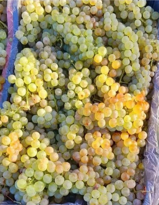 Struguri de vin Ploiești