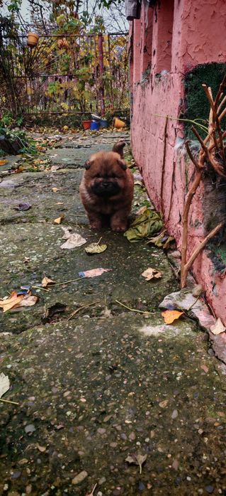 Chow chow trei luni
