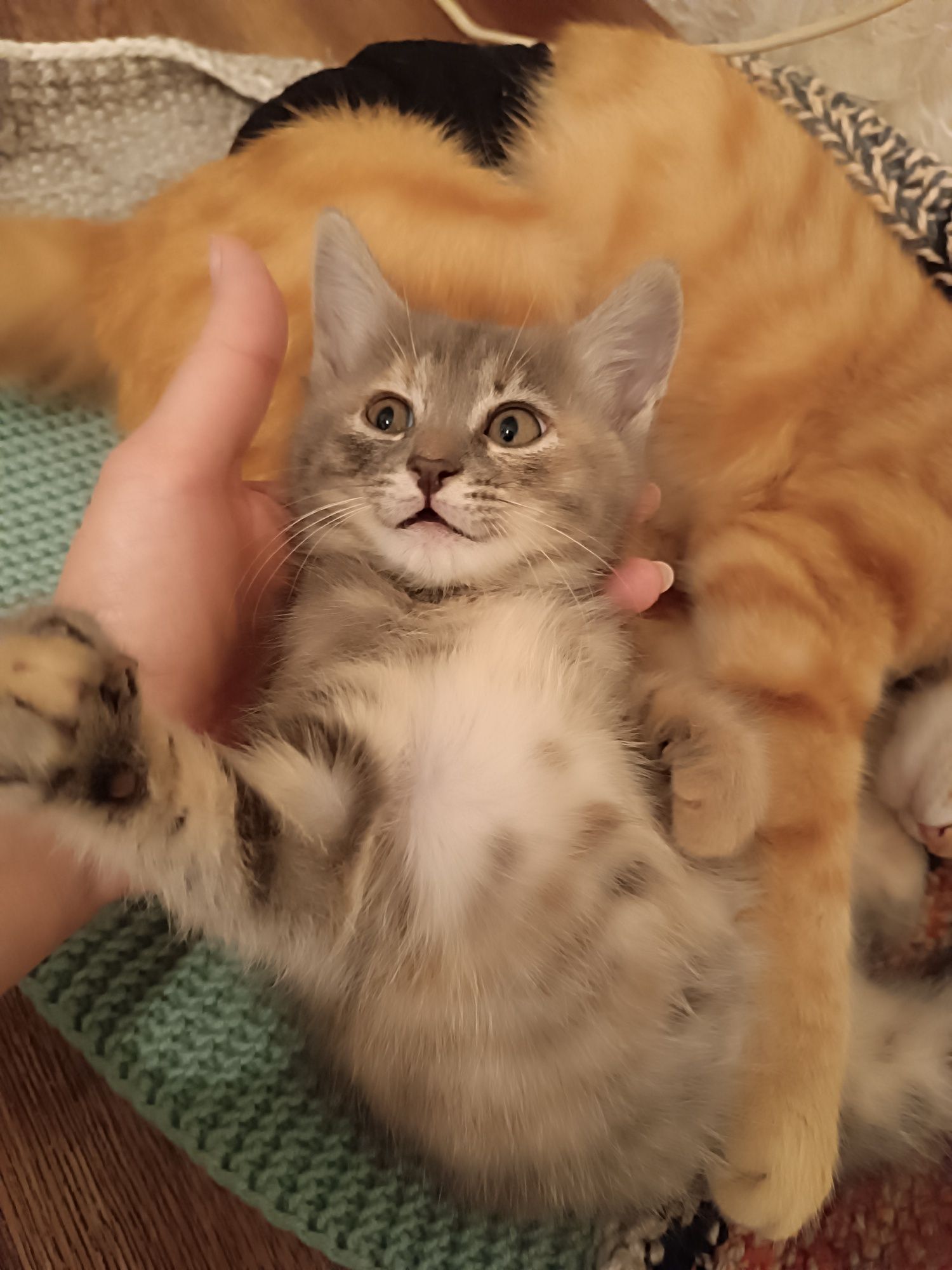 Отдам котенка, девочка