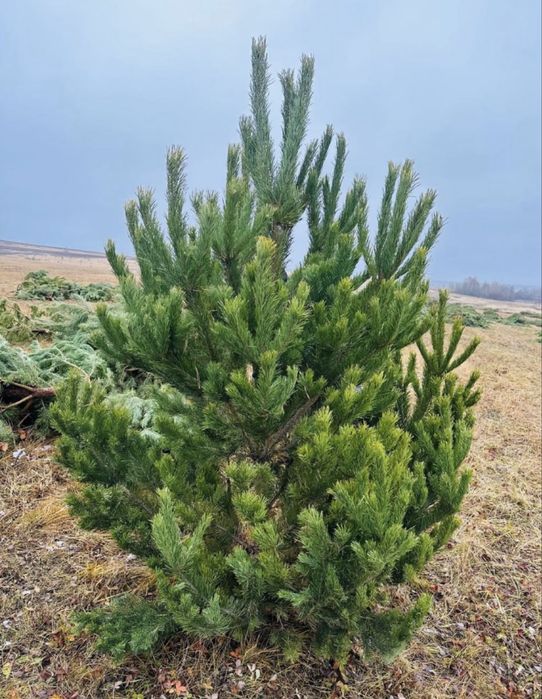 Свежие новогодние сосны в продаже! Отличные цены! Доставка по городу!