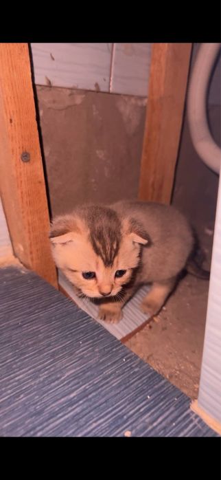 Продаётся котята