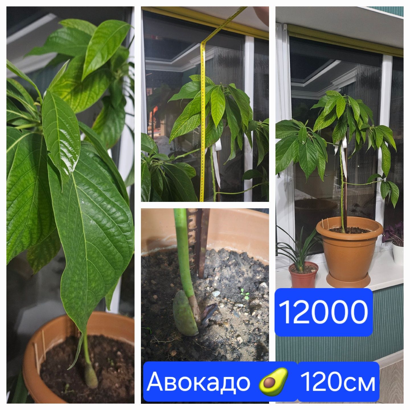 Комнатные цветы..
