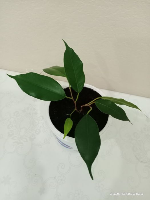 Комнатные цветы в подарок. Отростки фикуса Бенджамина.