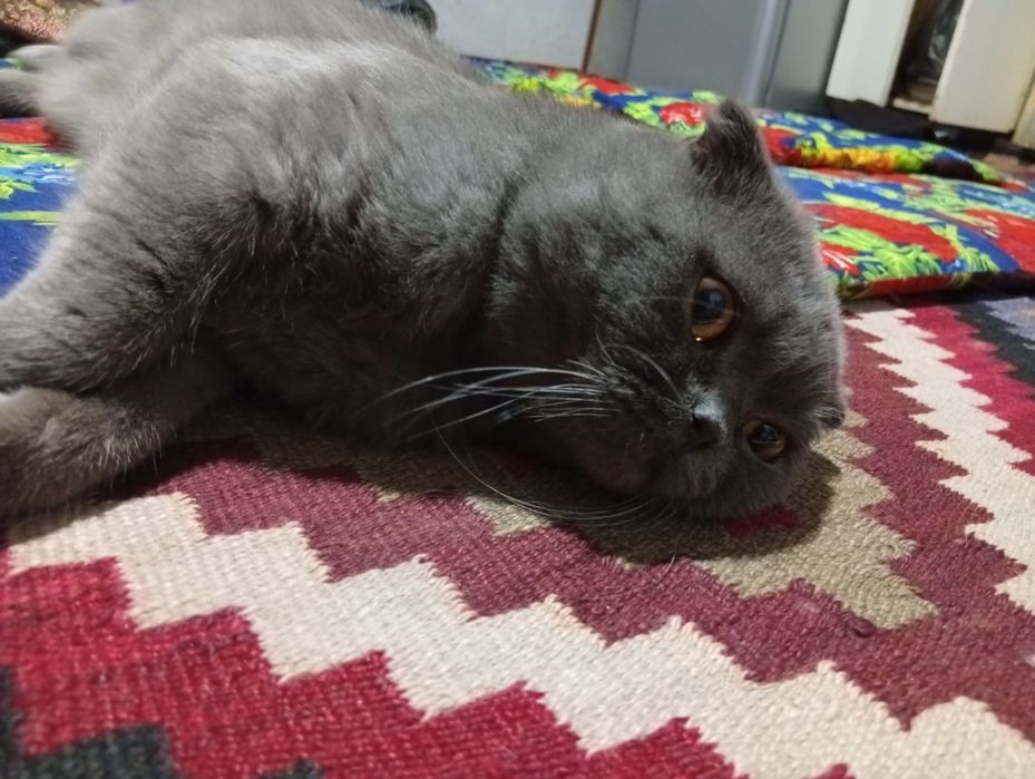 Britian kalta yungli mushugi