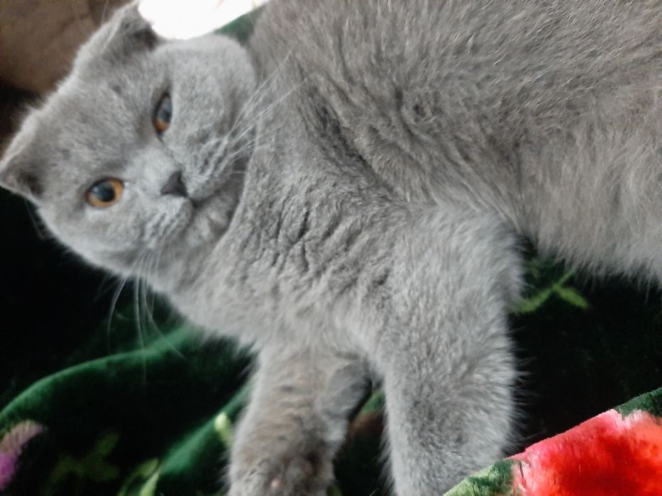 Скотиш фолд мальчик