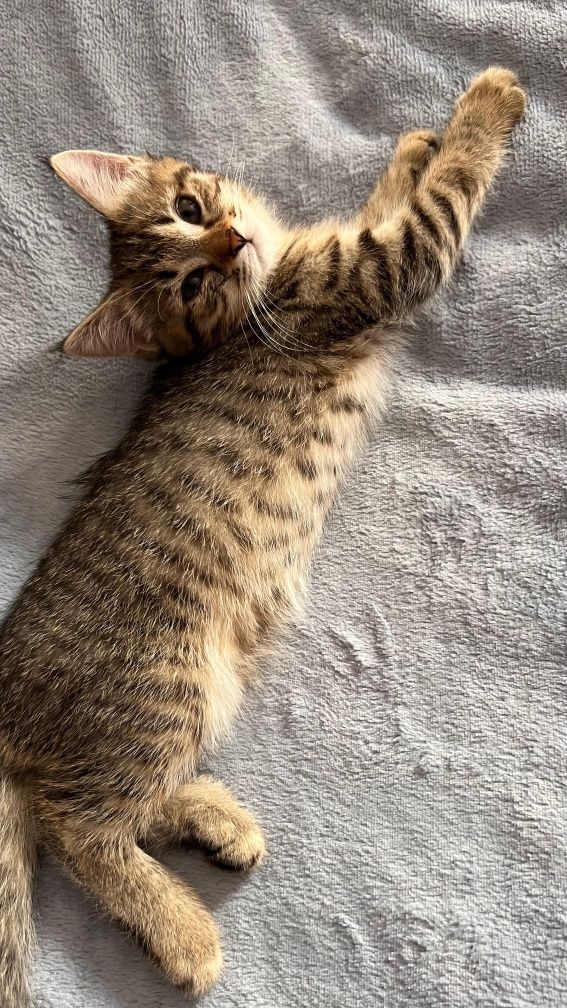 Котята очень ищут дом