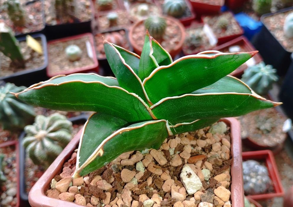 Кактуси и сукуленти, ценни видове, колекционерски екземпляри.