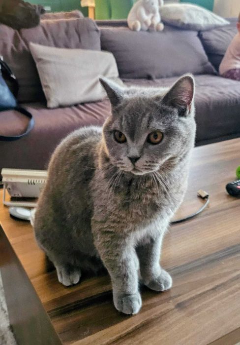 Motan Blue British Shorthair Sterilizat Constanta 1 an si 3 luni