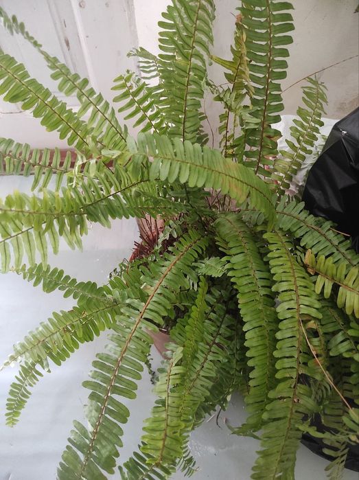 Папоротник срочно