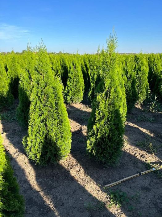 Lelandy laur englezesc tuia smarald calitate extra pret producator