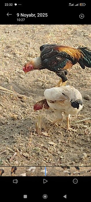 Dakan boboq tovuq tuxumda 2lasiyam