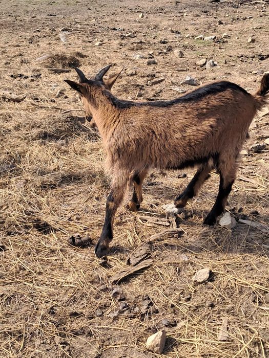 Țap Metiș Alpin de 2 luni