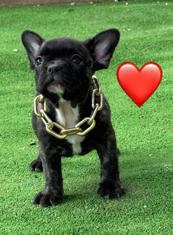 Femela buldog francez