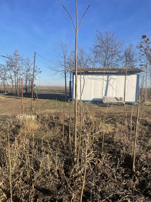 Pomi Paulownia Contevisa 2