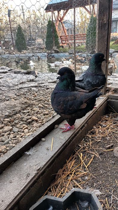 Kingi linie noua si pauni