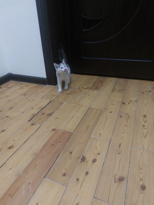 Миленький котёнок в добрые руки