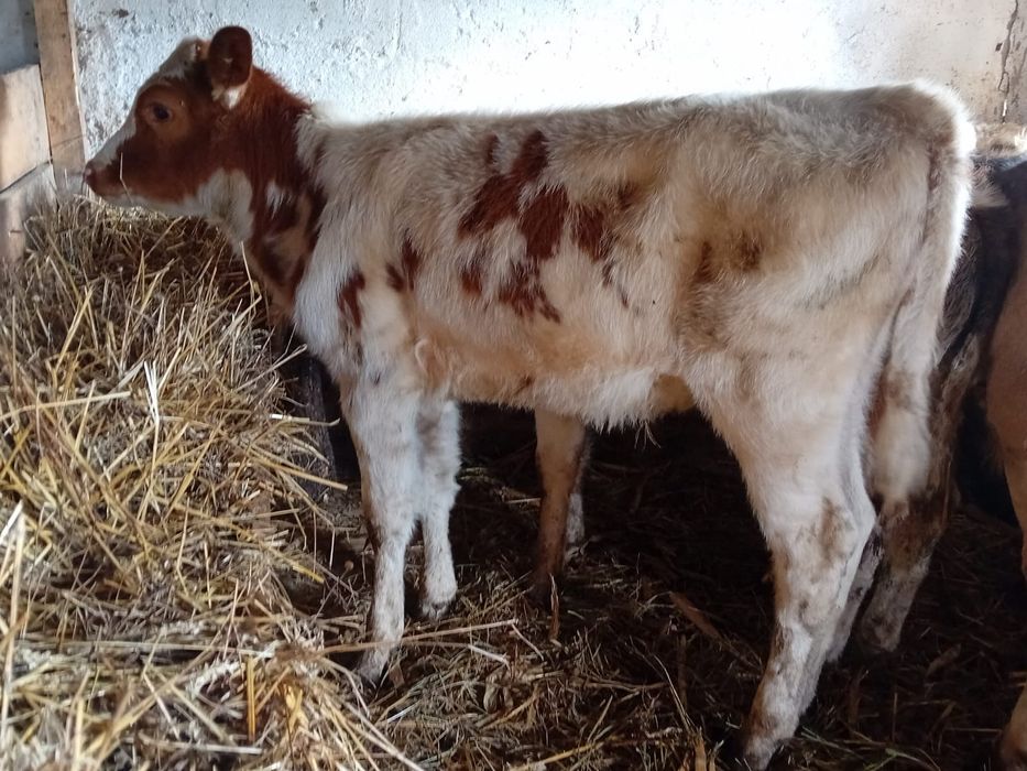 6 vieții înțărcati