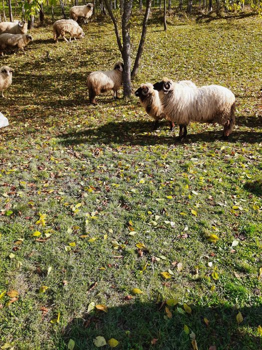 2 berbecuți de vânzare