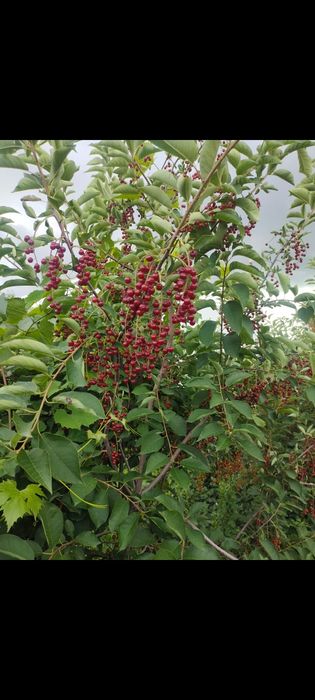 Черемуха с огорода