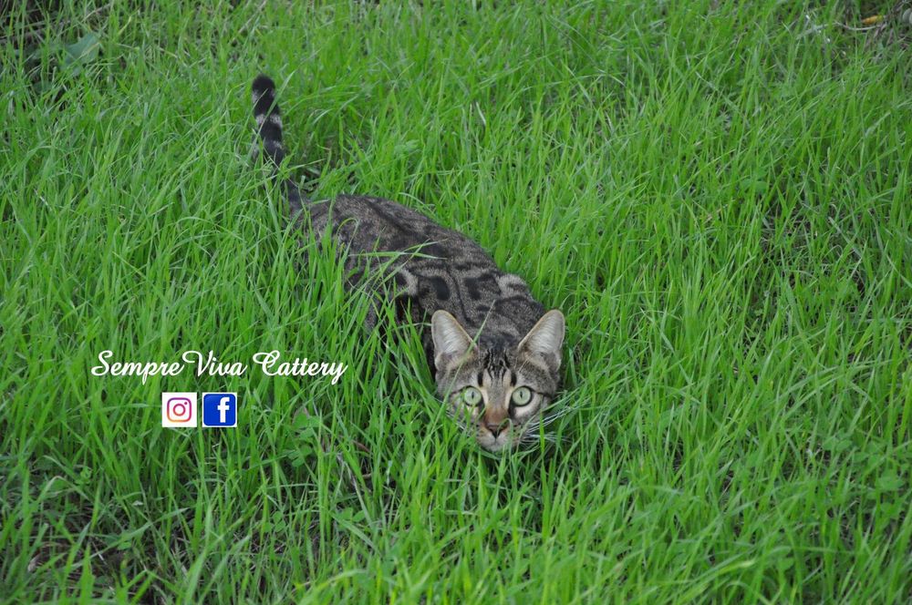 Бенгалско коте женско