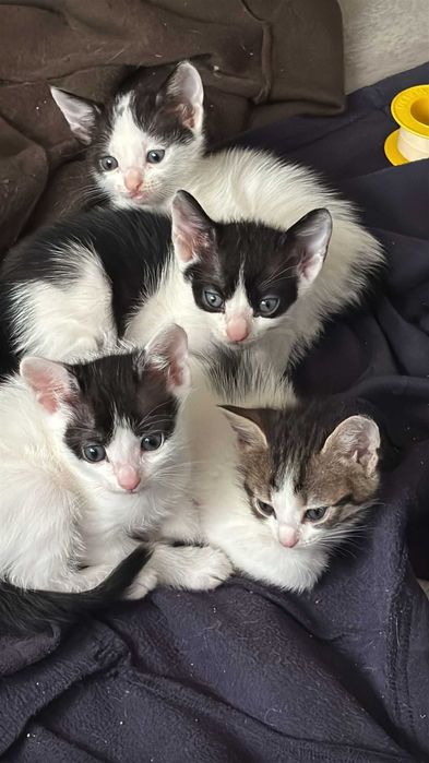 Ofer spre adopție 4 pui de pisică – 4 săptămâni, albi cu negru