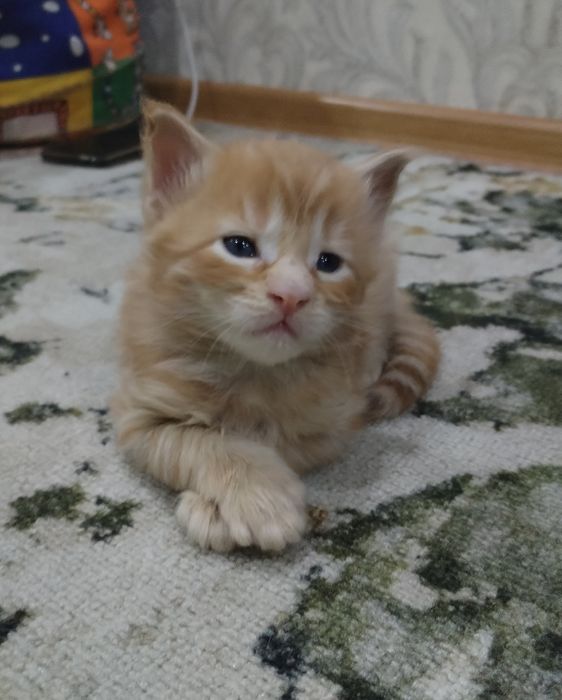 Котята Мейн-куны с документами