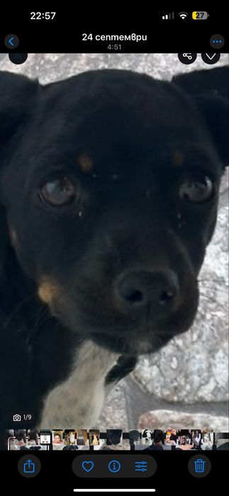 Чисто кръвен Женски пинчер