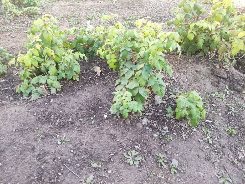 Отдам даром саженцы малины