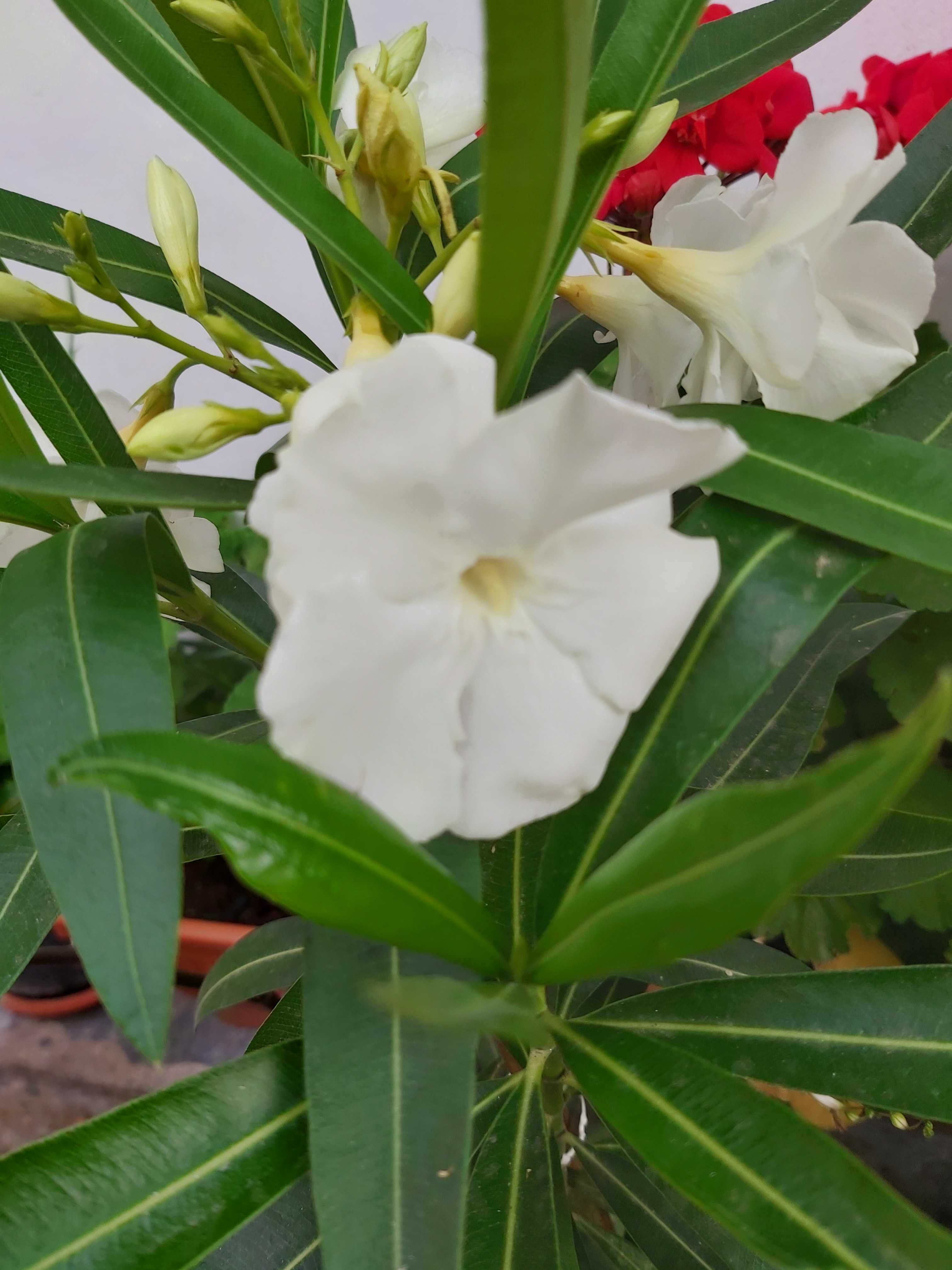 Leandru alb 150 - 170 cm Cu Floarea Albă