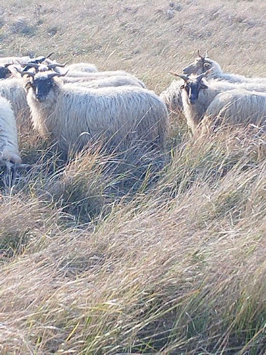 Vand 140 de oi Ratka majoritatea, și metis