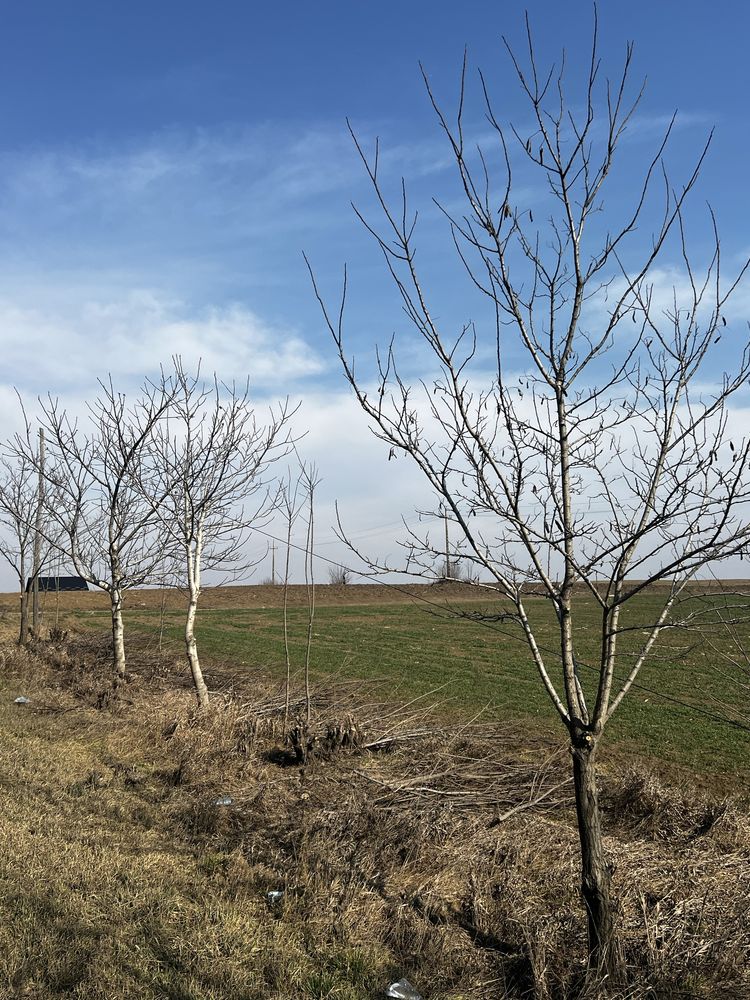 Teren ferma Popouti pretabil constructie locuinta