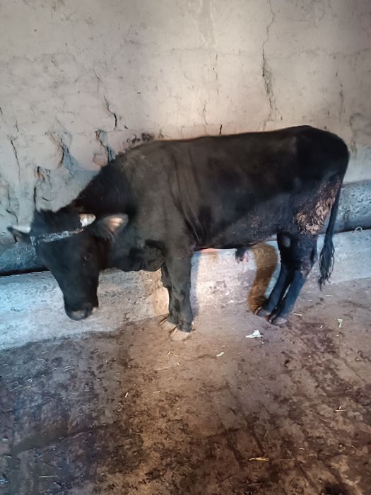 Хукиз Новосча сотилади