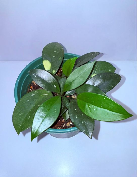 Хойя Карноза, комнатные растения, комнатные цветы