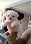 Bichon mini toy isi cauta casuta