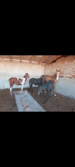 Міңгі тай , ала ұрғашы жабағы, еркек қара жабағы, сатылады