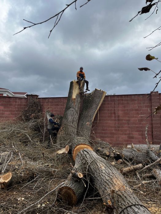 Обрезка спиль деревьев Актобе Ағаш кесу