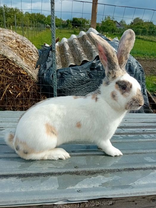 Vând iepuroi fluture german tricolor