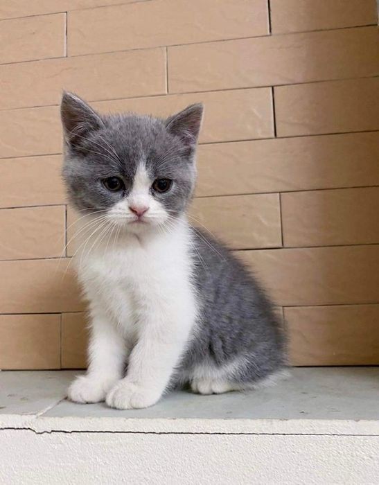 Британский котенок