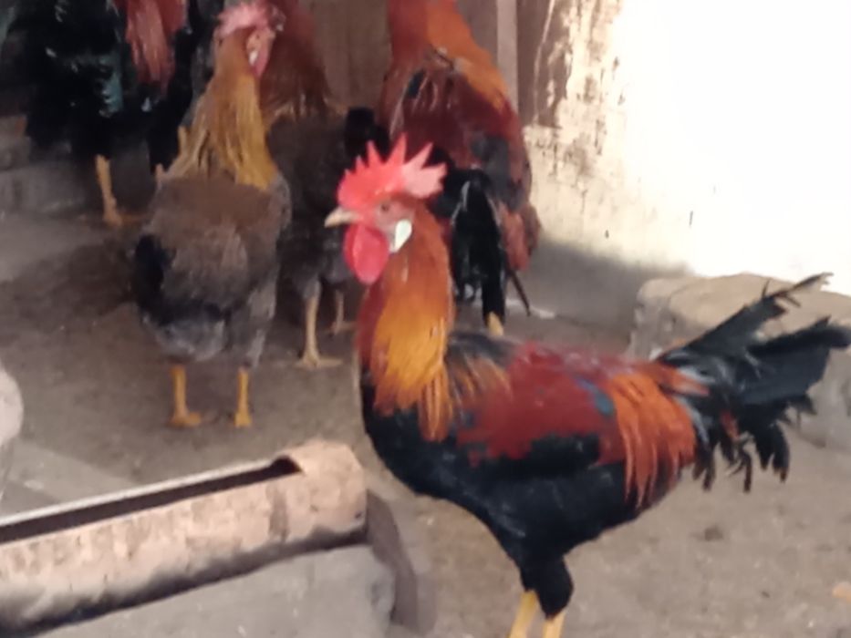 De vînzare cocoși de găini italiadultene