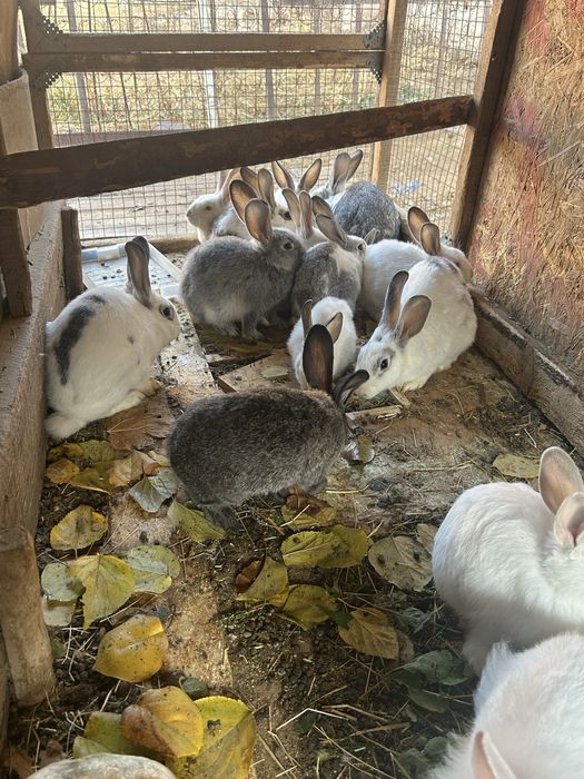 Қоян сатлат Туркестанда