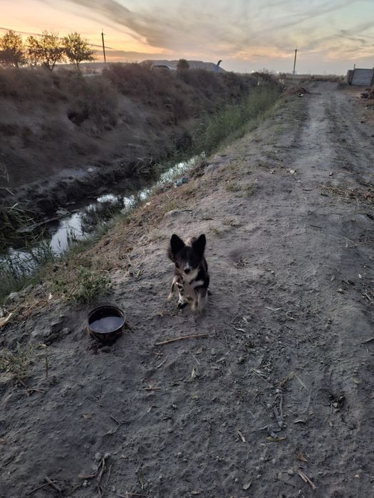 Собака срочно продается