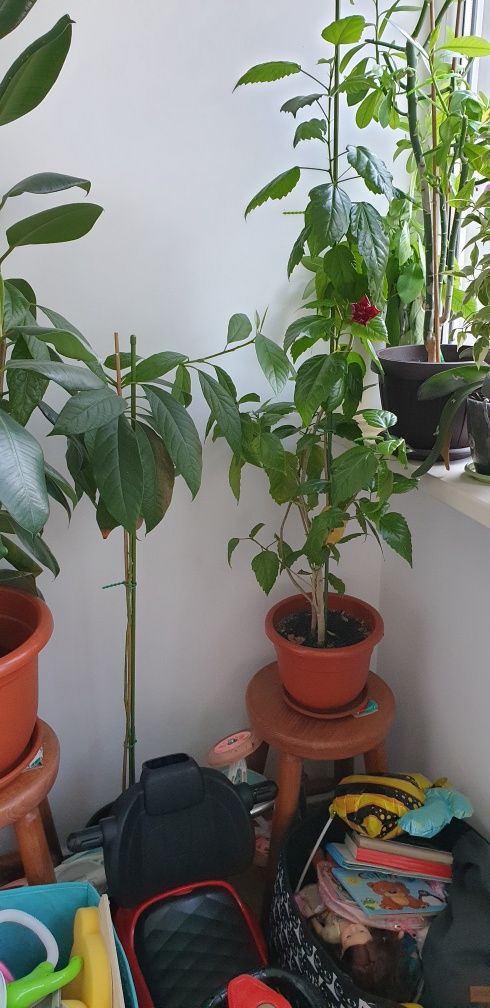 Plante apartament, Trandafir japonez rosu, ficus, arbore cauciuc,, etc