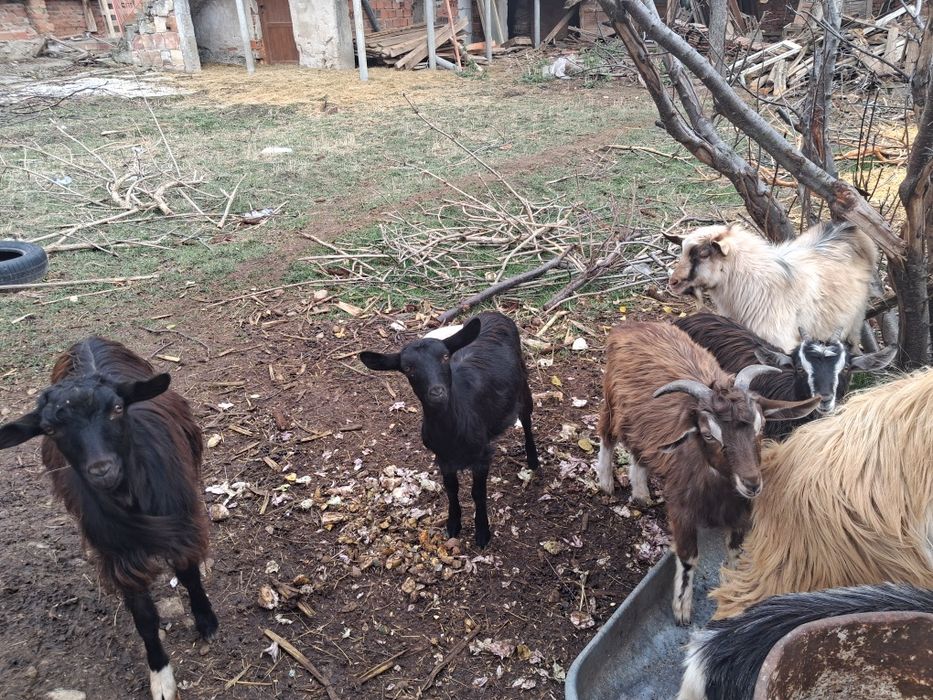 Кози и овце продавам или разменям