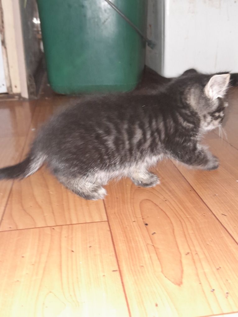 Мальчик скотиш страйт