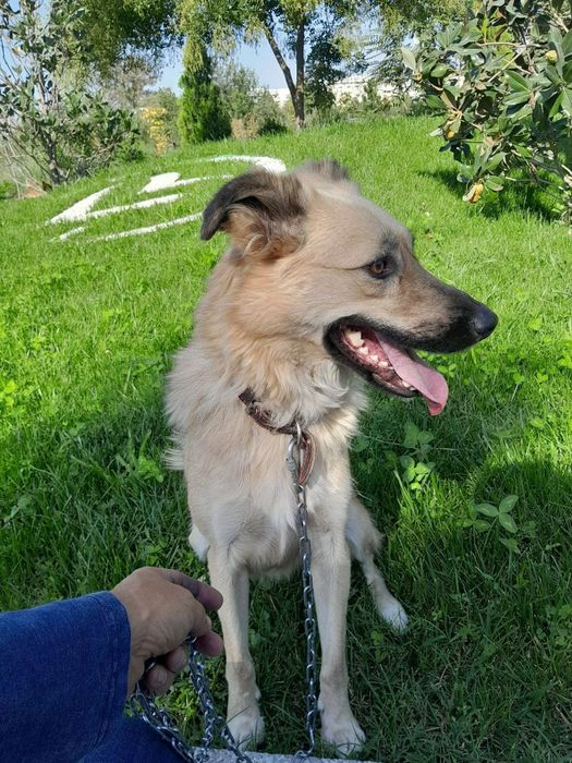 Пристройство собачки