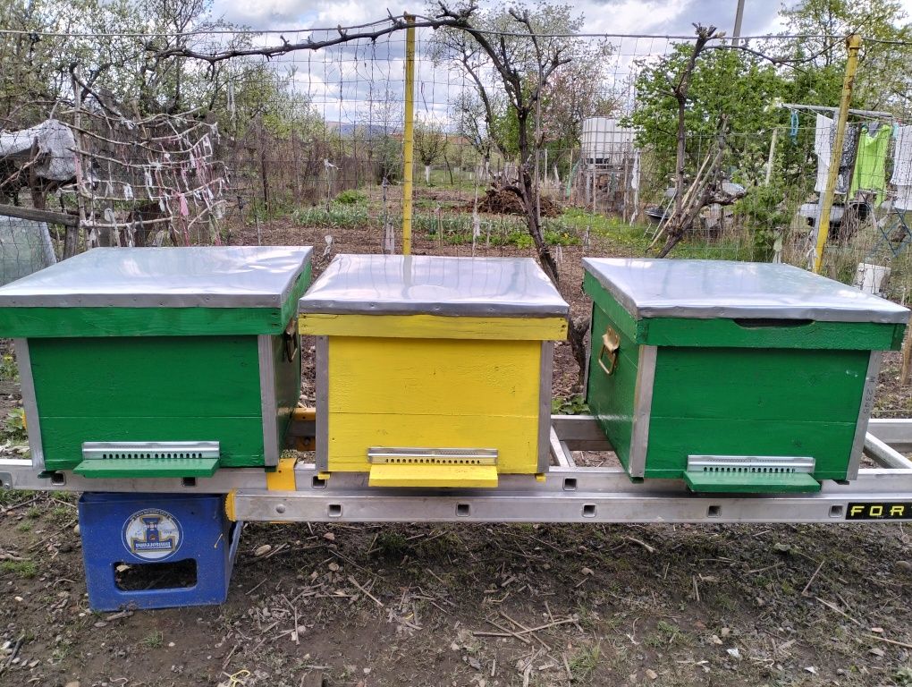 Lazi albine, noi și folosite
