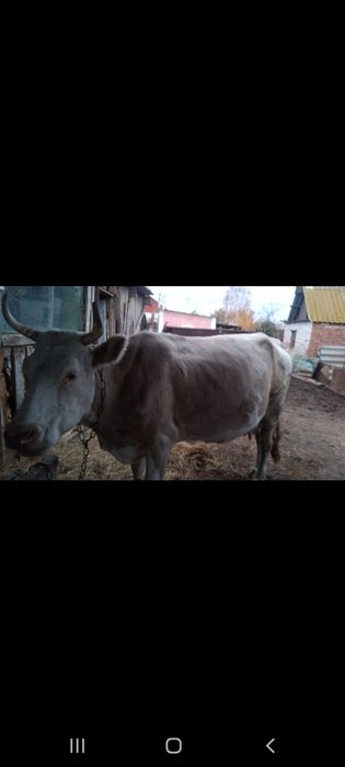 Продам хорошую молочную корову. Всё подробности по телефону.